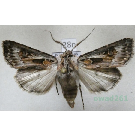 Agrotis vestigialis (Hufnagel, 1766) male Rolnica szkółkówka Poland28n